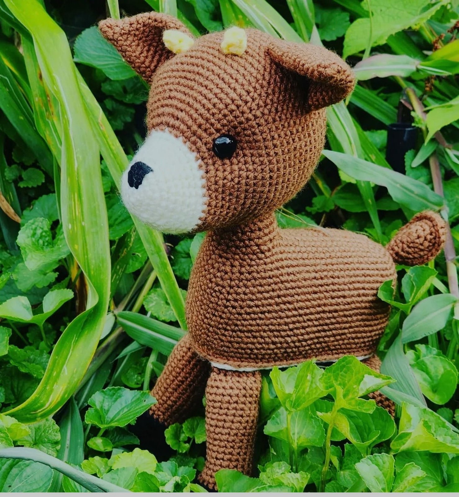 Fawn